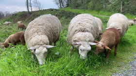 Schaf- und Ziegenherde im Siebengebirge bei Oberkassel - April 2023 by askan