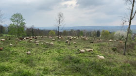 Schaf- und Ziegenherde im Siebengebirge bei Oberkassel - April 2023 by askan